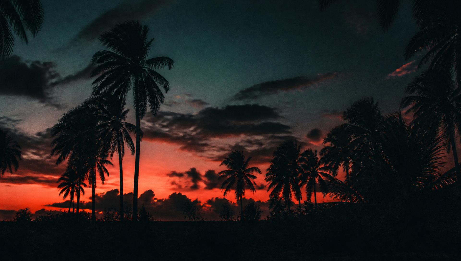 Palm silhouettes against a coral sunset